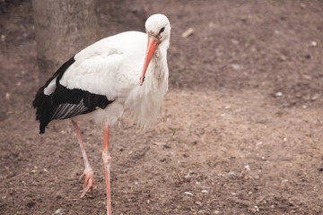Egret white
