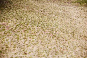 Straw texture background