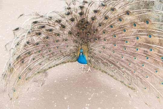 Fototapeta beautiful peacock