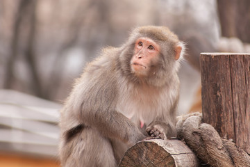 Monkey mother closeup