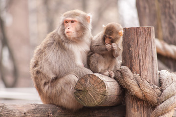 Mother and child Monkey together looking somewhere