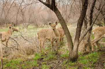 Roe Doe Deer resting in the forest