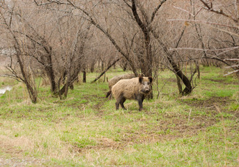 Wild boar walking through dead grass