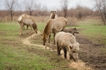 Wild boar on brown background deer grazing