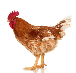 Rooster on white background, isolated object, live chicken, one closeup farm animal