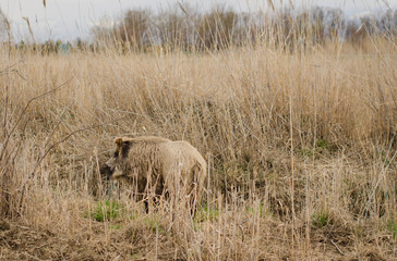 Wild boar in long grass