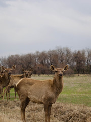 Deer in springtime. Herd of Sika Deer.