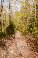 Naklejka premium Reigoldswil, Wasserfallen, Bergwanderweg, Jägerwägli, Waldweg, Wald, Wandere, Jura, Jurawanderung, Baselland, Baselbiet, Frühling, Schweiz