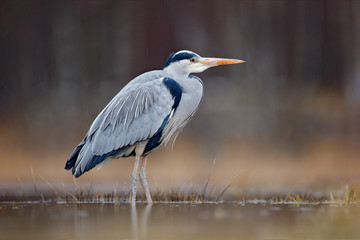 Bird in the water. Grey Heron, Ardea cinerea, bird sitting in the green marsh grass, forest in the background, animal in the nature habitat, Germany. Lake in the forest with bird.