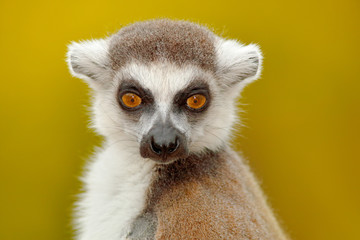 Detail portrait of cute monkey. Portrait of Ring-tailed Lemur, Lemur catta, with yellow clear background. Animal from Madagascar, Africa. Close-up photo of monkey.