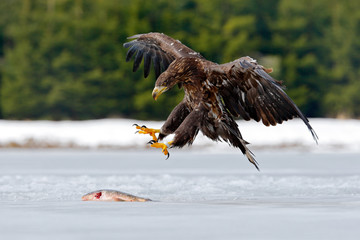 White-tailed Eagle with catch fish in snowy winter, snow in forest habitat, landing on ice. Action wildlife winter scene from Europe nature. Eagle hunting fish. Bird landing on ice. Fish with snow.