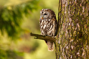 Tawny owl hidden in the forest. Brown owl sitting on tree stump in the dark forest habitat with catch. Beautiful animal in nature. Bird in the Sweden forest. Wildlife scene from dark spruce forest.