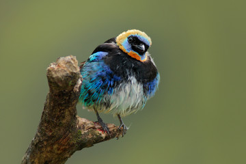 Golden-hooded Tanager, Tangara larvata, exotic tropic blue bird with gold head from Costa Rica. Green moss stick in the forest with bird. Wildlife scene from nature. Tanager sitting on the branch.