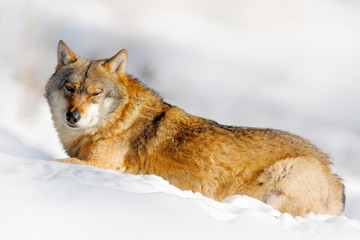 Danger animal in the snow. Winter scene with wolf in the forest. Gray wolf, Canis lupus, portrait with stuck out tongue, at white snow. Wildlife scene from nature.