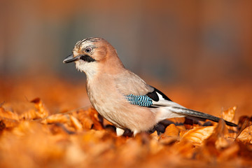 Autumn in nature. Portrait of bird Eurasian Jay, Garrulus glandarius, with orange fall down leaves and morning sun during autumn. Close-up portrait of jay. Orange forest leaves with beautiful bird.