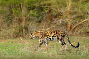 Walking Sri Lankan leopard, Panthera pardus kotiya, Big spotted wild cat lying on the tree in the nature habitat, Yala national park, Sri Lanka. Widlife scene from nature. Leopard in green vegetation.