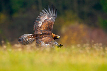 Spring in the nature. Eagle bird flying above the blooming meadow. Golden Eagle, flying above flowering meadow, brown bird of prey with big wingspan, Norway. Flower on meadow with big eagle.