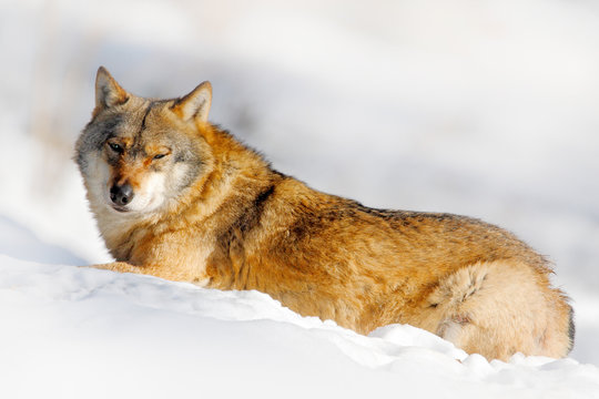 Fototapeta Danger animal in the snow. Winter scene with wolf in the forest. Gray wolf, Canis lupus, portrait with stuck out tongue, at white snow. Wildlife scene from nature.
