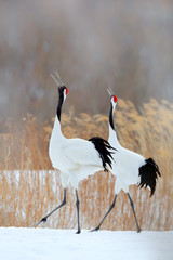 Two birds. Dancing pair of Red-crowned crane with open wing in flight, with snow storm, Hokkaido, Japan. Bird in fly, winter scene with snow. Snow dance in nature. Wildlife scene from snowy nature.