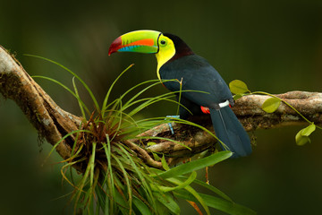 Toucan