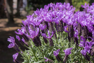 Fototapeta premium Close-up of gorgeous beautiful blooming lavender flowers and a bee.