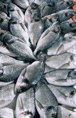 Dorado in a container