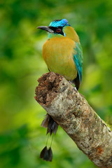 Blue-crowned Motmot, Momotus momota, portrait of nice big bird wild nature, beautiful coloured forest background, art view, Panama. Nice big bird Blue-crowned Motmot, wild nature, tropic forest.