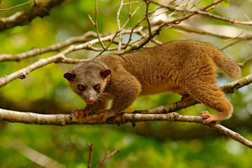 Kinkajou, Potos flavus, tropic animal in the nature forest habitat. Mammal in Costa Rica. Wildlife...