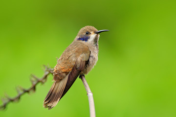 Brown Violet-ear, Colibri delphinae, hummingbird bird flying next to beautiful pink flower, nice flowered orange green background, animal in the nature habitat, Costa Rica. Wildlife in tropic forest.
