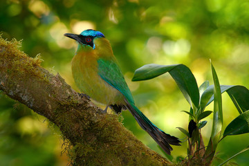 Blue-crowned Motmot, Momotus momota, portrait of nice green and yellow bird, wild nature, animal in the nature forest habitat, Costa Rica. Wildlife tropic scene from nature. Beautiful bird, Panama.