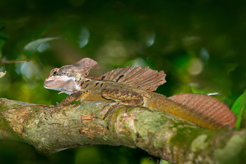 Brown Basilisk, Basiliscus vittatus, in the nature habitat. Beautiful portrait of rare lizard from Costa Rica. Basilisk in the green forest near the river. Animal from tropic part of central America.