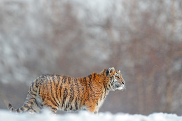 Obraz premium Działający tygrys z śnieżną twarzą. Tygrys w dzikiej zimowej przyrodzie. Amur tygrys biegający w śniegu. Akcja sceny dzikich zwierząt, niebezpieczeństwo zwierząt. Zimna zima, tajga, Rosja. Płatek śniegu z pięknym tygrysem syberyjskim.