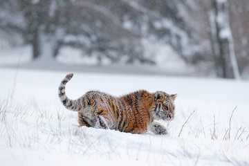 Running tiger with snowy face. Tiger in wild winter nature.  Amur tiger running in the snow. Action wildlife scene, danger animal. Cold winter, tajga, Russia. Snowflake with beautiful Siberian tiger.