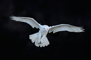 Schneeeule, Nyctea scandiaca, weißer seltener Vogel, der im dunklen Wald fliegt, Winteraktionsszene mit offenen Flügeln, Kanada