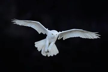Foto auf Acrylglas Schnee-Eule Schneeeule, Nyctea scandiaca, weißer seltener Vogel, der im dunklen Wald fliegt, Winteraktionsszene mit offenen Flügeln, Kanada