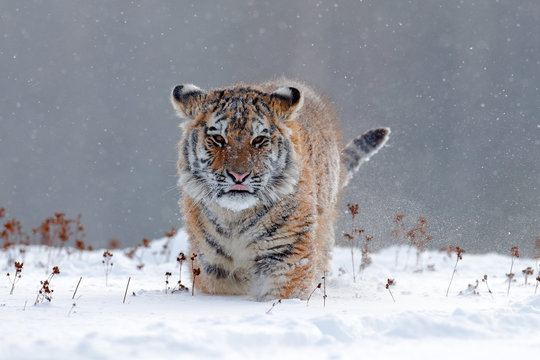 Fototapeta Running tiger with snowy face. Tiger in wild winter nature.  Amur tiger running in the snow. Action wildlife scene, danger animal. Cold winter, tajga, Russia. Snowflake with beautiful Siberian tiger.