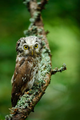 Boreal owl in the green larch autumn forest in central Europe, detail bird portrait in the nature habitat, Germany