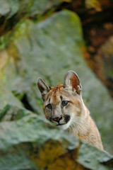 Cougar, Puma concolor, hidden portrait danger animal with stone, USA