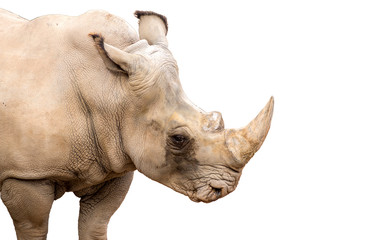 Rhinoceros also known as rhino, Lonely specimen in a bio park, Detail of head and horn on a isolated white background