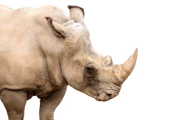 Papier Peint photo Lavable Rhinocéros Rhinocéros également connu sous le nom de rhinocéros, spécimen solitaire dans un parc bio, détail de la tête et de la corne sur fond blanc isolé