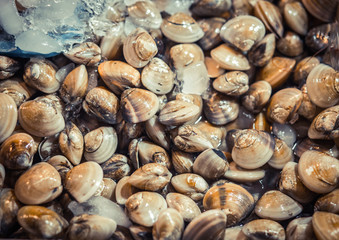 Fresh clams for sale at a market. Seafood background. Top view.
