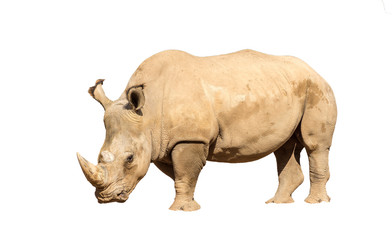 Rhinoceros also known as rhino, Lonely specimen on a isolated white background
