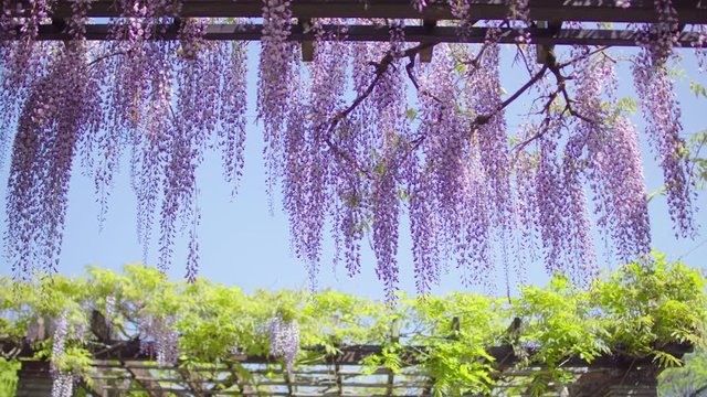 Hanging Japanese wisteria flowers in morning light