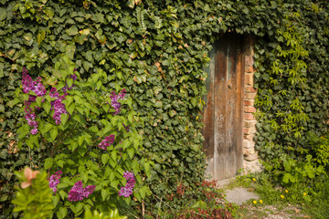 Fototapeta na wymiar Romantic garden wooden door richly planted around