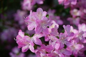 Pink azalea flower bush in the spring garden
