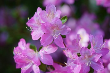 Pink azalea flower bush in the spring garden