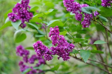 Purple flower clusters of fragrant lilac (syringa)