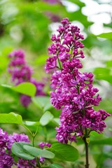 Fototapeta na wymiar Purple flower clusters of fragrant lilac (syringa)