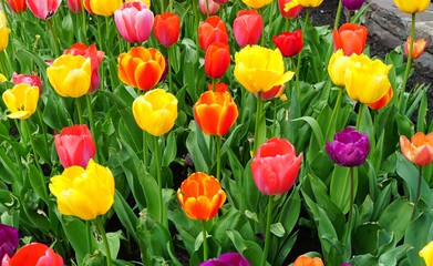 Colorful tulips growing in the spring garden