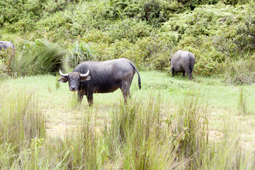 Fototapeta premium Vietnam Water buffalo